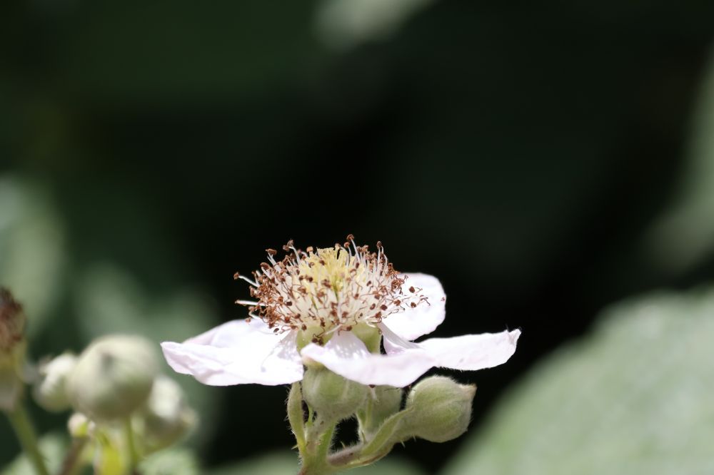 Rubus armeniacus Focke, 1874